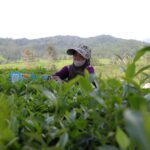 Pekerja Kebun Teh melakukan aktivitas pemetikan dan pengumpulan daun teh, di Pengalengan, Bandung, Jawa Barat. | Foto: Arief Wahyudi