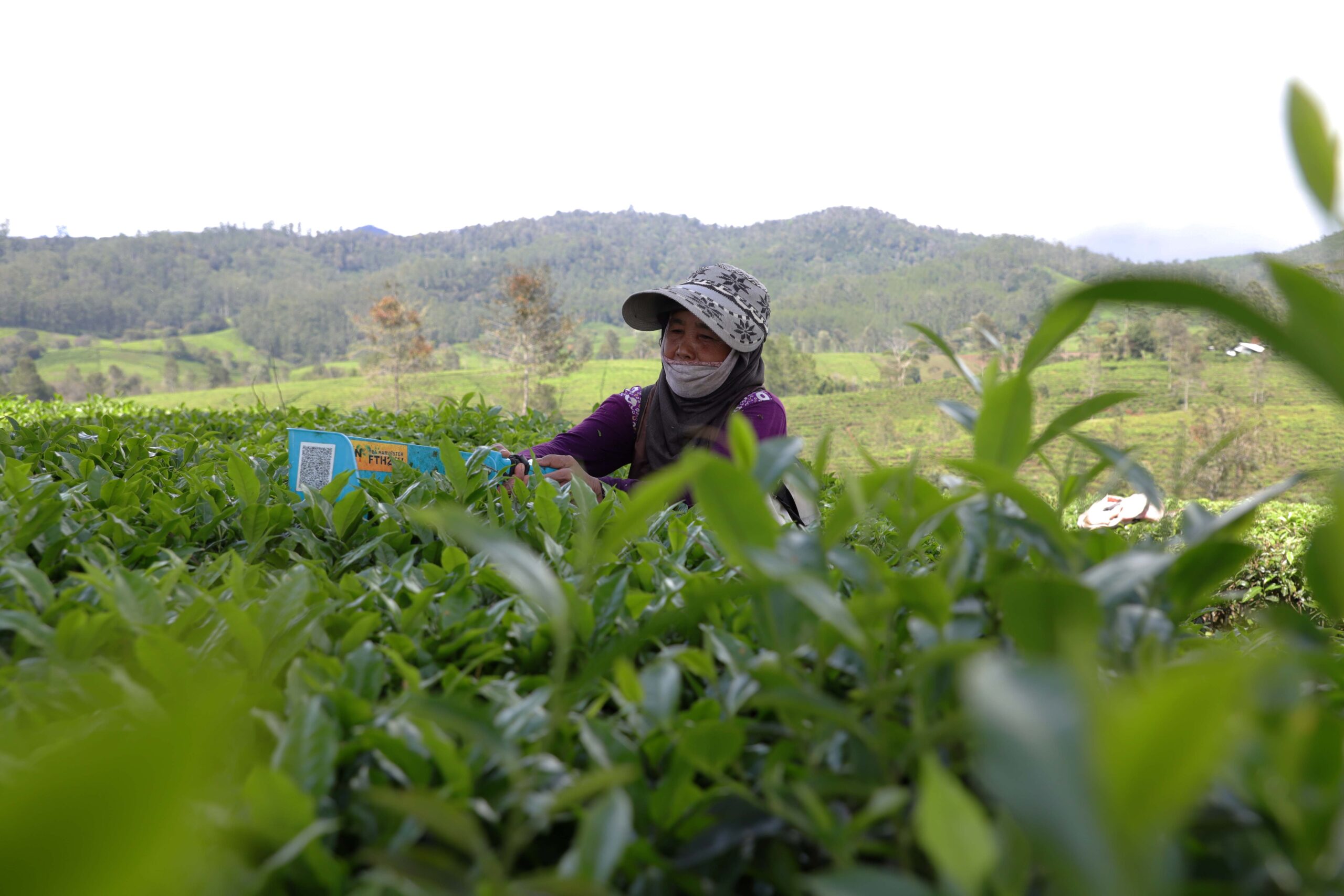 Pekerja Kebun Teh melakukan aktivitas pemetikan dan pengumpulan daun teh, di Pengalengan, Bandung, Jawa Barat. | Foto: Arief Wahyudi