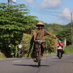 Seorang petani di Bantul, DIY, mengangkut padi hasil panen menggunakan sepeda onthel menyusuri jalan raya, pertengahan Juni 2025. | Foto: Media Asuransi/Arief Wahyudi