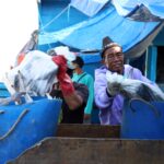 Nelayan sedang merapikan hasil tangkapan yang akan di lelang di pasar ikan. | Foto: Media Asuransi/Arief Wahyudi