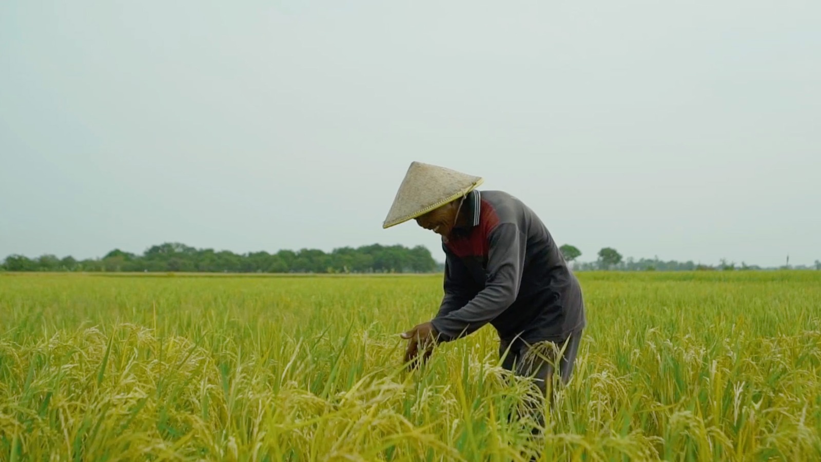 Jasindo Buktikan Perlindungan Nyata bagi Ribuan Petani, Rp15,18 Miliar Klaim AUTP Dibayarkan