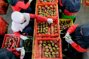Jerih Payah Petani Buah Indonesia Kini Jangkau 25 Negara Bersama Java Fresh dan DBS Foundation