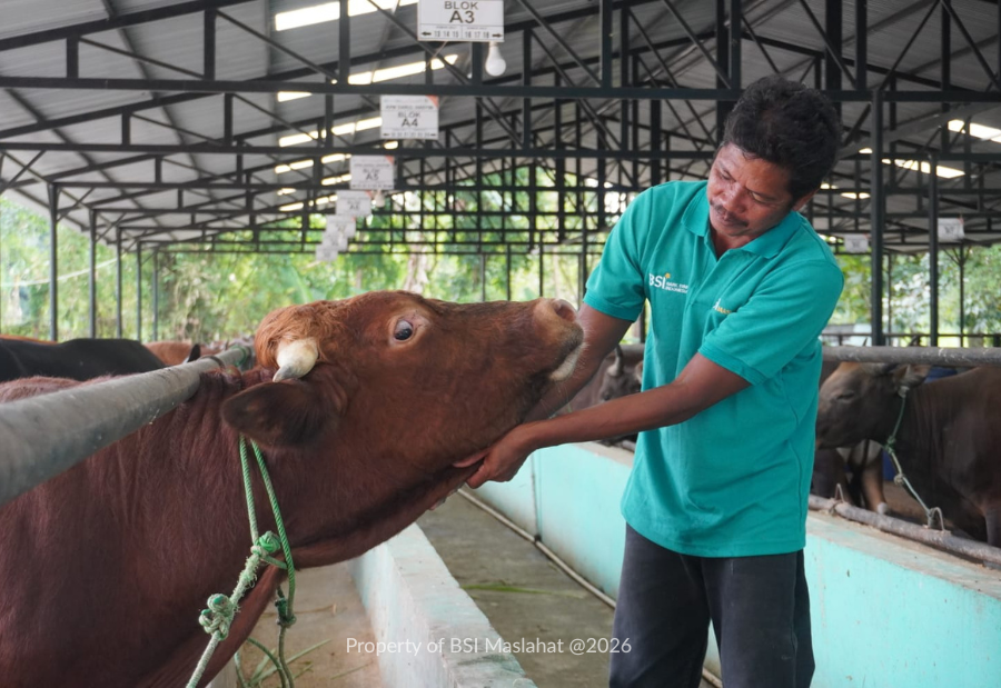 Peternak Binaan BSI Maslahat Siapkan Sapi Kurban Berkualitas