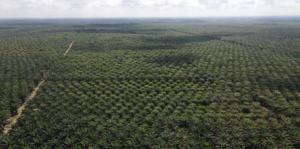 Dharma Satya Nusantara (DSNG) Bukukan Laba Rp421 Miliar di Kuartal I/2026