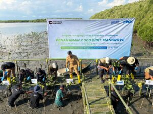 BRI Insurance dan PNM Tanam 7.000 Mangrove di Makassar