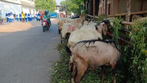 Hal-hal yang Perlu Anda Ketahui tentang Kurban di Iduladha