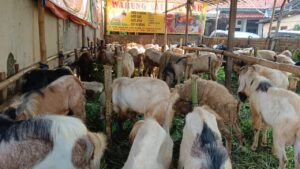 Berapa Banyak Daging Kurban yang Boleh Dimakan oleh Sahibul Kurban