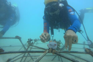 Telkom Restorasi Terumbu Karang di Pulau Buru