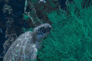 Kemenpar Kecam Perburuan Penyu di Raja Ampat