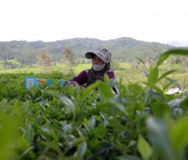 Pekerja Kebun Teh melakukan aktivitas pemetikan dan pengumpulan daun teh, di Pengalengan, Bandung, Jawa Barat. | Foto: Arief Wahyudi