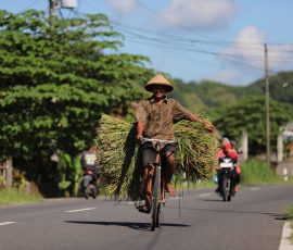 Seorang petani di Bantul, DIY, mengangkut padi hasil panen menggunakan sepeda onthel menyusuri jalan raya, pertengahan Juni 2025. | Foto: Media Asuransi/Arief Wahyudi