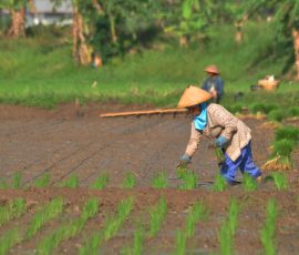 Seorang petani sedang menanam padi: | Foto: Arief Wahyudi